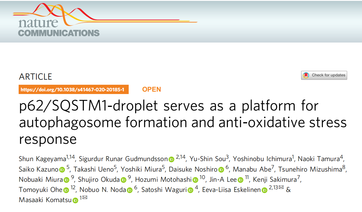 p62/SQSTM1-droplet ΪγɺͿӦӦƽ̨