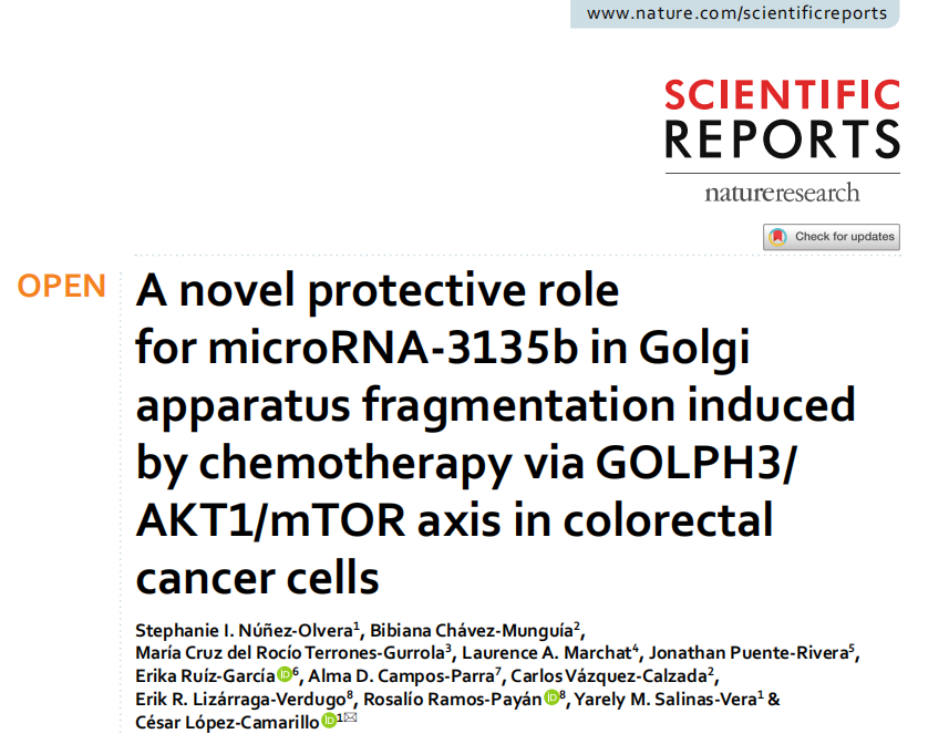 microRNA-3135bڻͨGOLPH3/AKT1/mTORյֱϸ߶е±